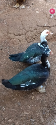 animaux-de-ferme-البط-البربري-canard-barbarie-el-biar-alger-algerie