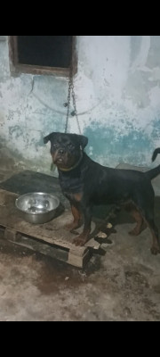 chien-rottweiler-jijel-algerie