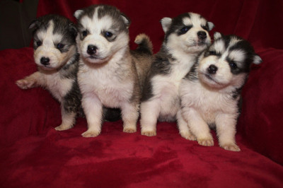 chien-chiots-husky-pure-1-mois-tipaza-algerie