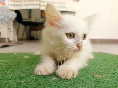 Chat Angora Turc Divers Algerie