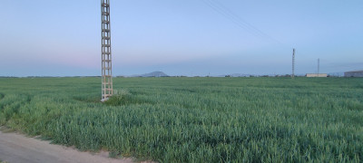 terrain-agricole-vente-setif-mezloug-algerie