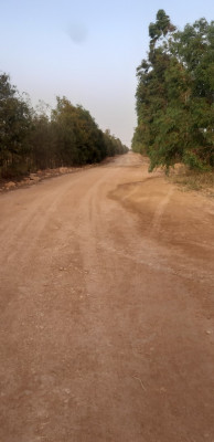 terrain-agricole-vente-djelfa-hassi-bahbah-algerie