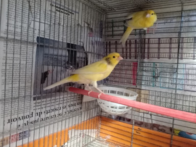 oiseau-couple-canari-malinois-tlemcen-algerie