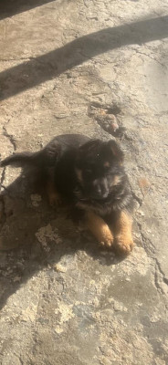 chien-berger-allemand-35-jours-cheraga-alger-algerie