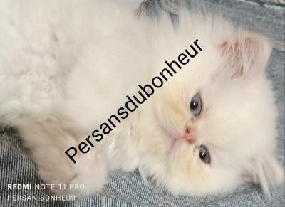 Chaton Persan Divers Algerie