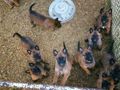 chien-chiot-malinois-pur-race-algerie