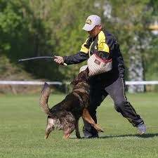 securite-alarme-dresseur-de-chien-bouzareah-alger-algerie