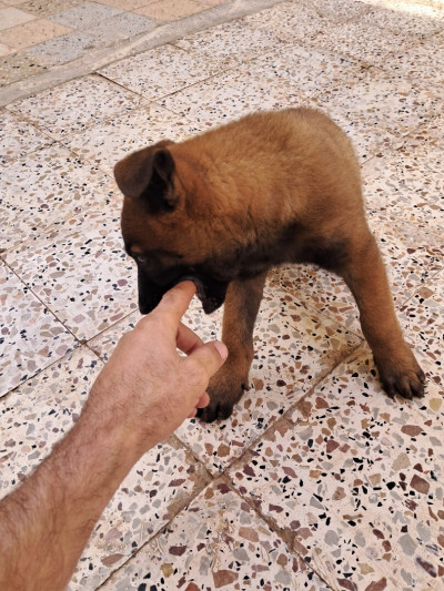 chien-malinois-es-senia-oran-algerie