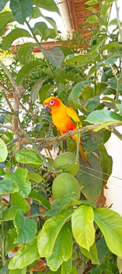 oiseau-conure-soleil-alger-centre-algerie