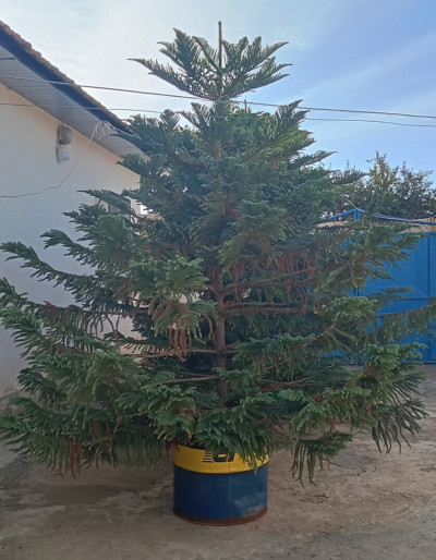 plantes-et-fleurs-شجرة-اروكاريا-zemmouri-boumerdes-algerie