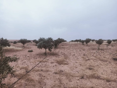 farmland-sell-djelfa-birine-algeria