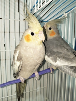bird-couple-cockatiel-mila-algeria