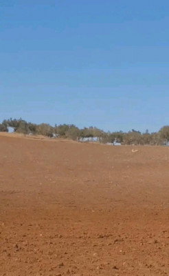 terrain-agricole-vente-sidi-bel-abbes-tessala-algerie