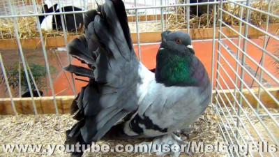 oiseau-vent-pigeon-paon-indien-baraki-alger-algerie