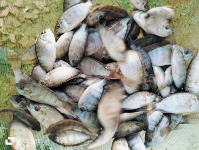 viandes-poissons-tilapia-nilotica-et-rouge-alevins-geniteurs-relizane-algerie