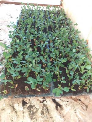 jardinage-شتلات-الكاوكاو-berriane-ghardaia-algerie