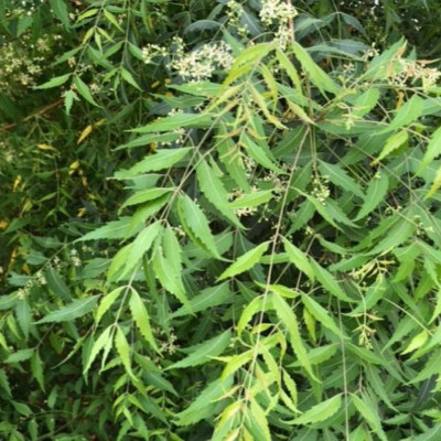 plantes-et-fleurs-شتلات-النيم-berriane-ghardaia-algerie