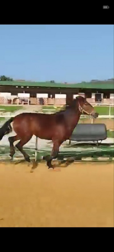 equitation-cheval-cheraga-alger-algerie