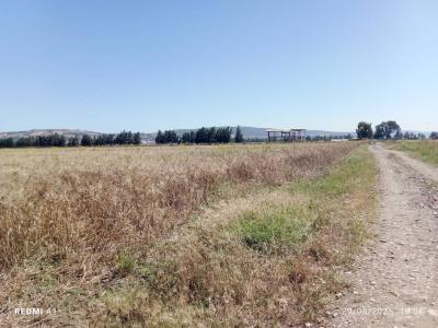 Vente Terrain Agricole Tipaza Sidi rached