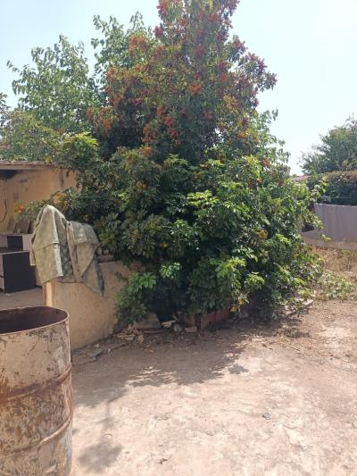 Sell Land Tipaza Tipaza