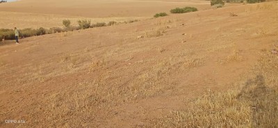 Sell Land Aïn Defla Djelida