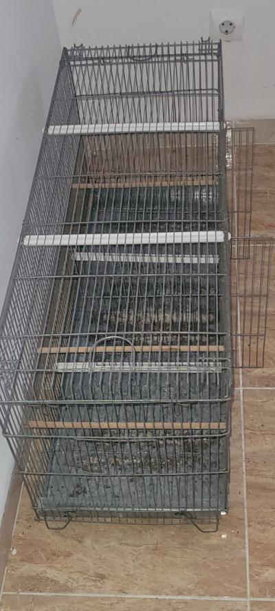 accessoire-pour-animaux-cage-kouba-alger-algerie