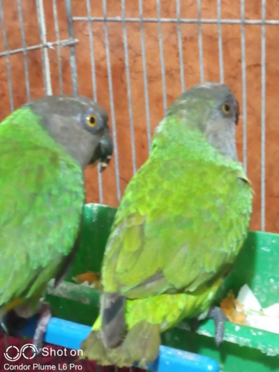 oiseau-couple-yoyou-du-senegal-8-mois-cage-alger-centre-algerie