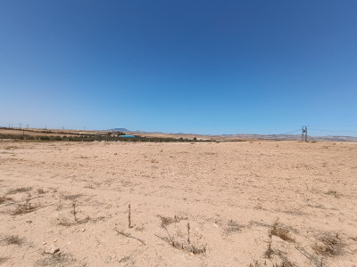 Sell Farmland Sidi Bel Abbès Zerouala