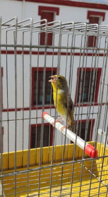 oiseau-mulet-serin-mozambique-alger-centre-algerie