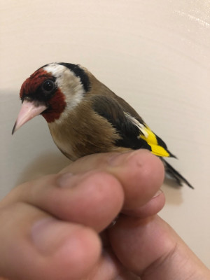 bird-chardonneret-femelle-charbonniere-مقنينة-كحلوشة-ben-aknoun-alger-algeria