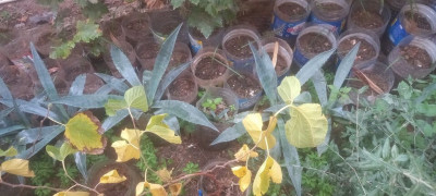 plantes-et-fleurs-agave-tequilana-geante-bab-ezzouar-alger-algerie