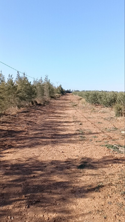 terrain-agricole-vente-djelfa-ain-oussara-algerie