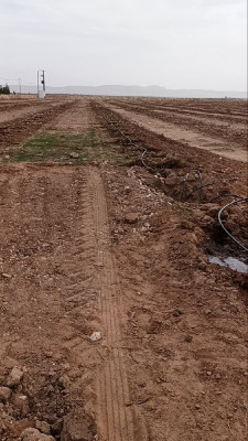 farmland-sell-djelfa-benhar-algeria