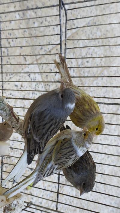 oiseau-des-couples-canari-oran-algerie