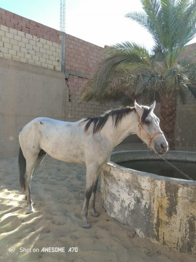 cheval-a-vendre-el-oued-algerie