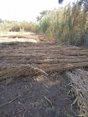 arbres-بيع-القصب-djinet-boumerdes-algerie