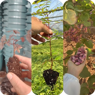 pistachier UCB1 حامل طعم الفستق