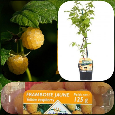 jardinage-framboisier-fallgold-guerrouaou-blida-algerie