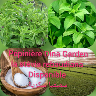 gardening-stevia-rebaudiana-guerrouaou-blida-algeria