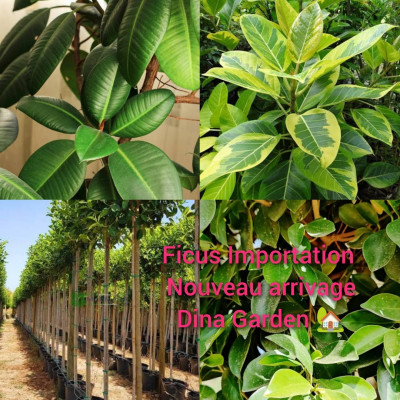 Ficus Dina Garden importation 