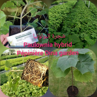 gardening-arbres-paulownia-hybrid-sidi-moussa-blida-algeria