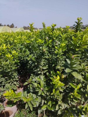 jardinage-اشجار-الليمون-certifie-blida-guerrouaou-algerie