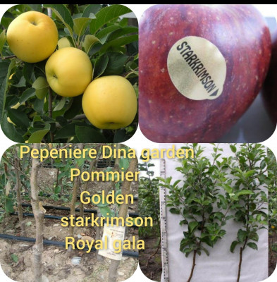 بستنة-pommier-أشجار-التفاح-قرواو-البليدة-الجزائر