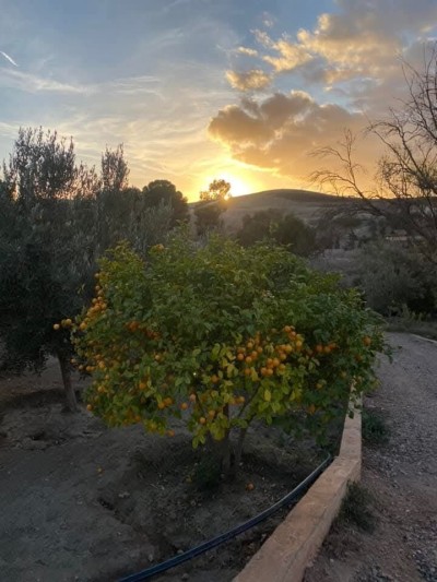 Vente Terrain Agricole Aïn Témouchent Ain temouchent