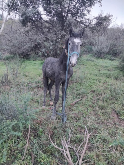 animaux-de-ferme-cheval-tizi-ouzou-algerie