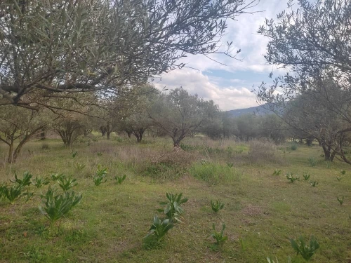 Vente Terrain Tizi ouzou Souamaa