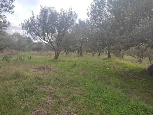 Vente Terrain Tizi ouzou Souamaa