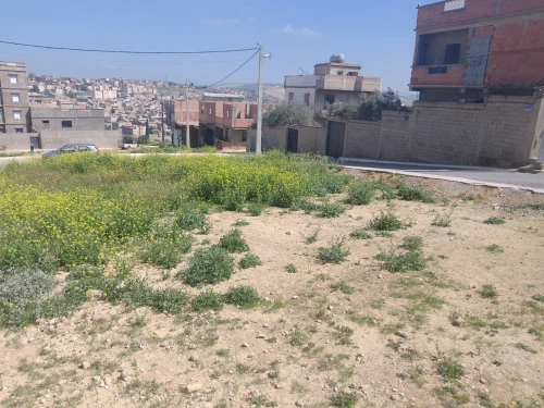 Vente Terrain Relizane Mazouna