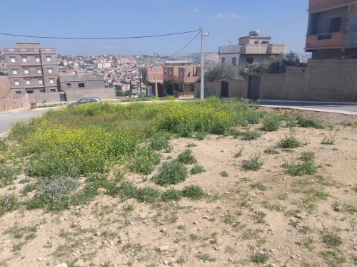 Vente Terrain Relizane Mazouna