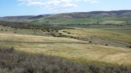 Vente Terrain Agricole Oran Ain el kerma